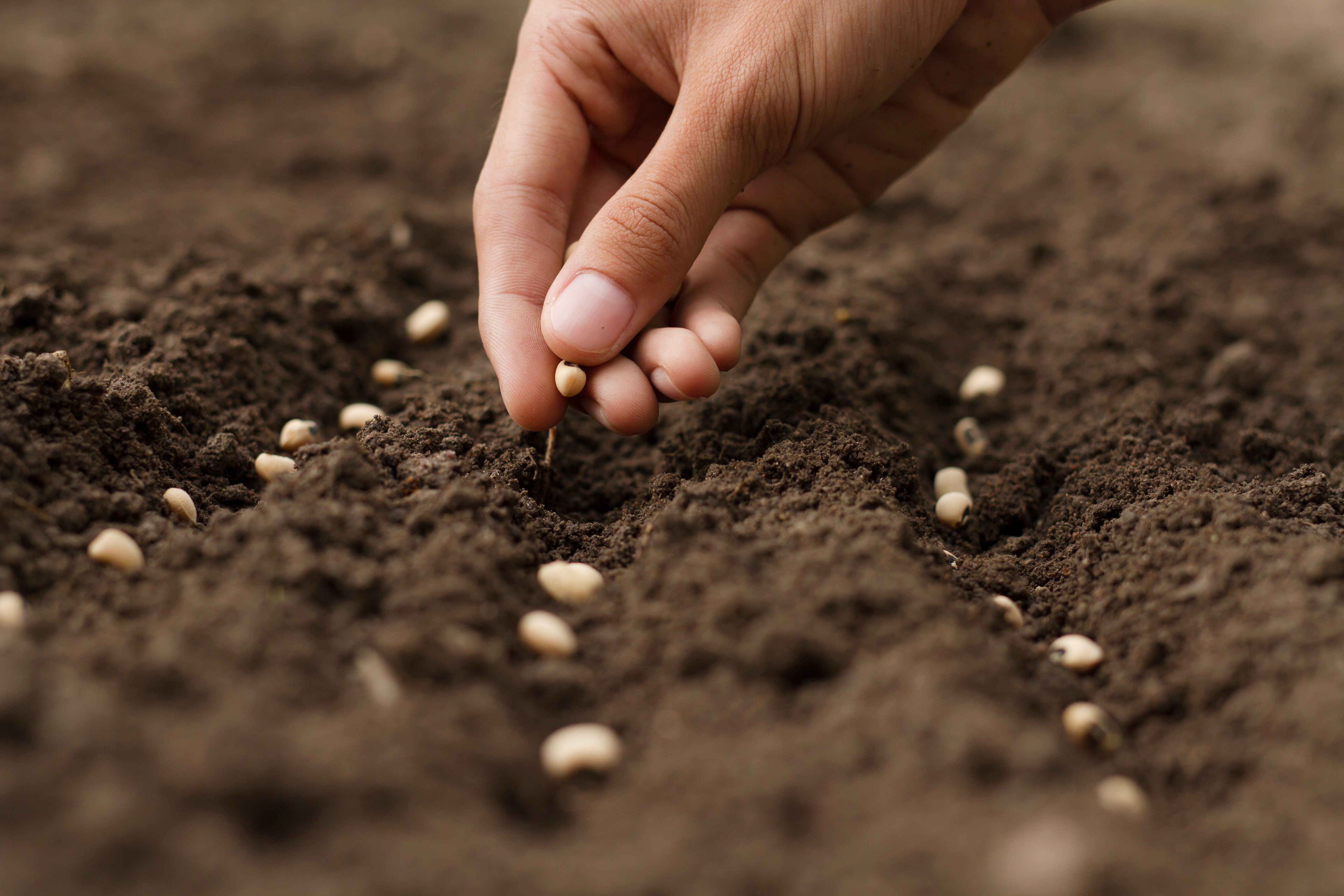 Seeds being planted in rural soil